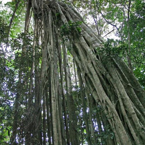 Baum Ntchisi Forest