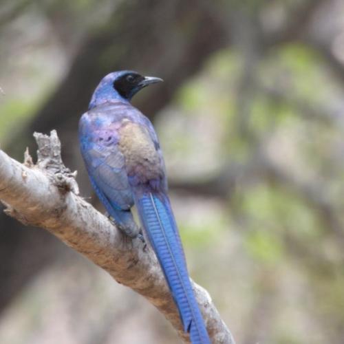 Ntchisi Forest Vogelparadies