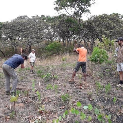 Aufforstung Ntchisi Forest Reserve