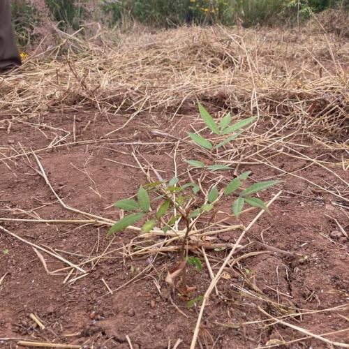 Pflänzchen Malawi 2