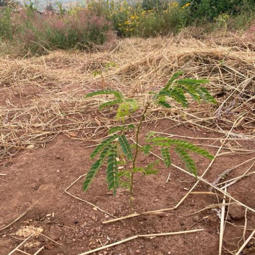 Pflänzchen Malawi 3