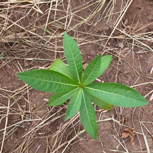 Pflänzchen Malawi 4