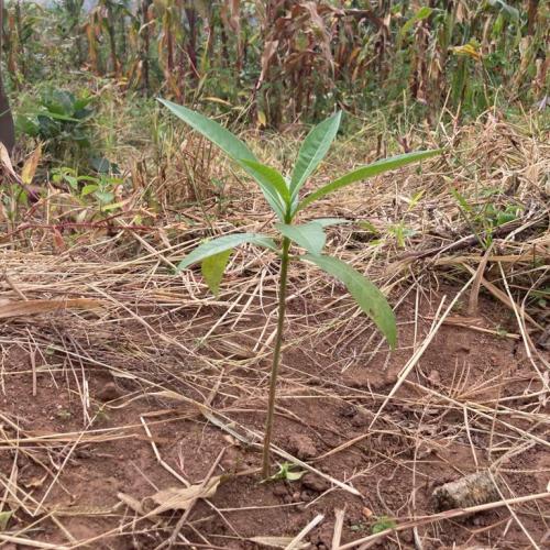 Pflänzchen Malawi 5