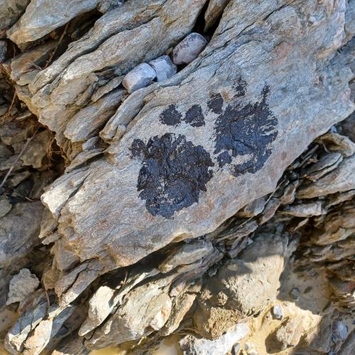 Steinzeitprojekt_2023_Köterbach_13